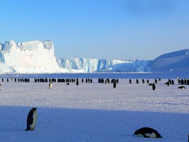 A group of penguins on icy Antarctic terrain with large icebergs in the background.