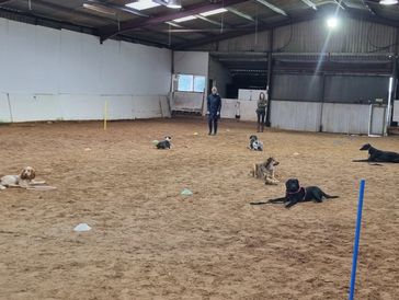 Dogs laying down.