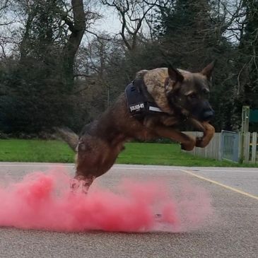 Dog jumping smoke