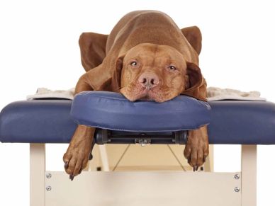 Dog relaxing on a massage table.