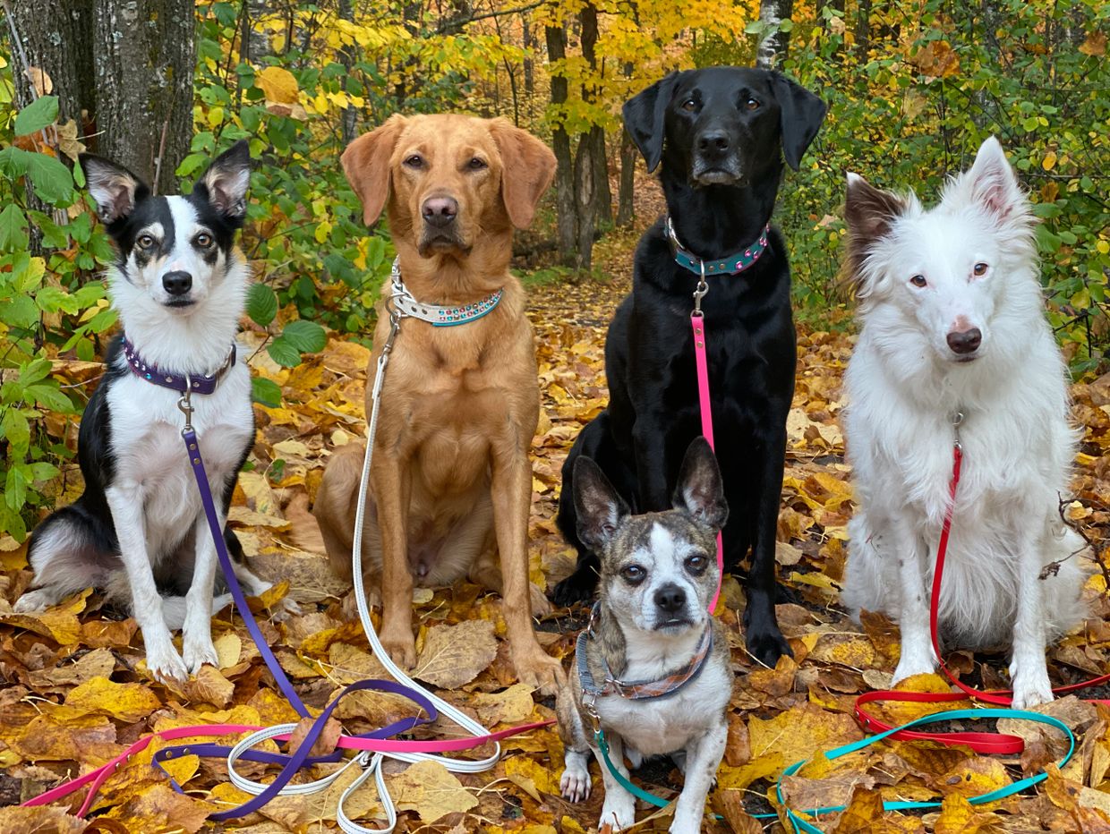 Off leash collars discount