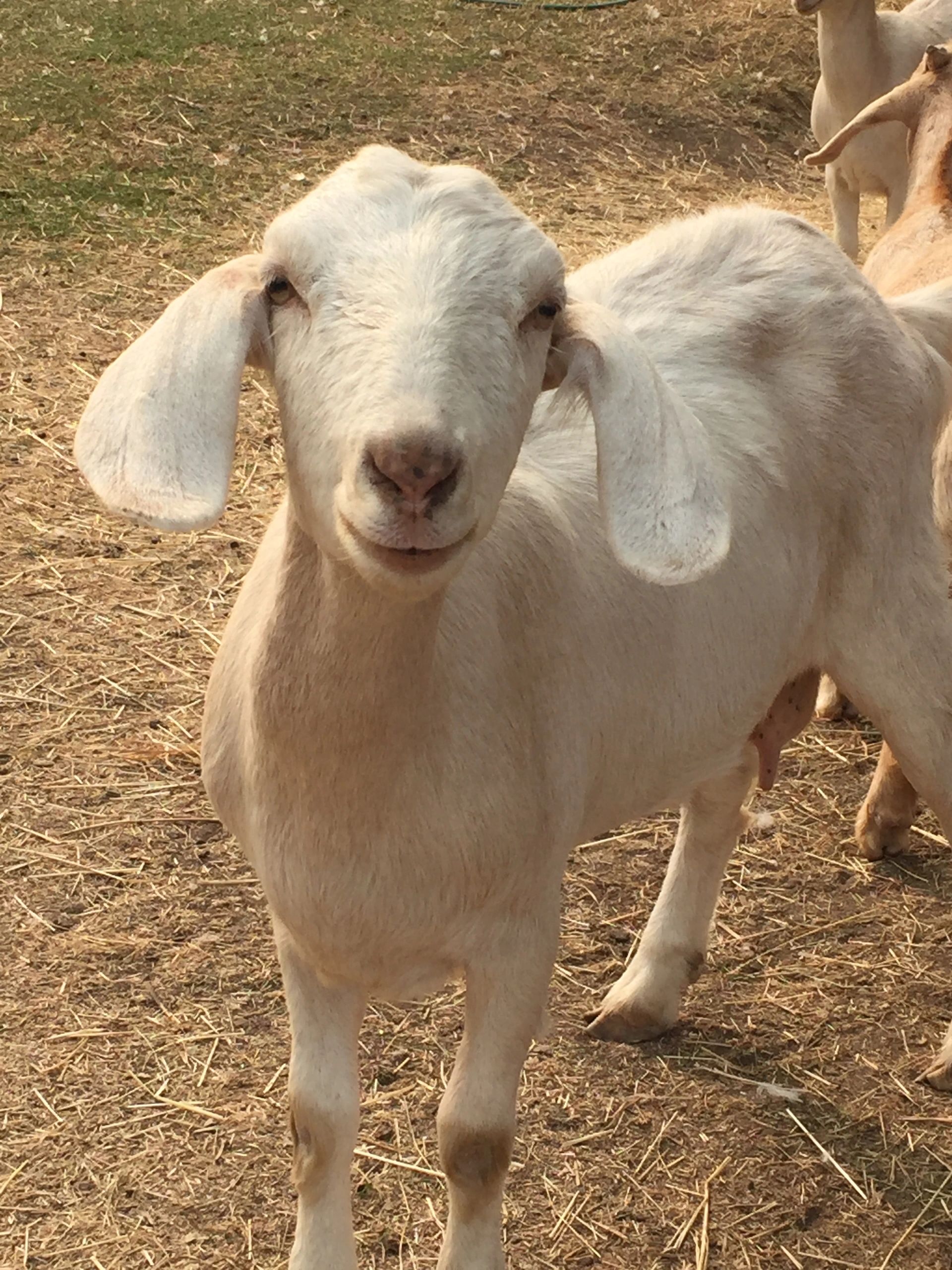 a boer goat smiling
