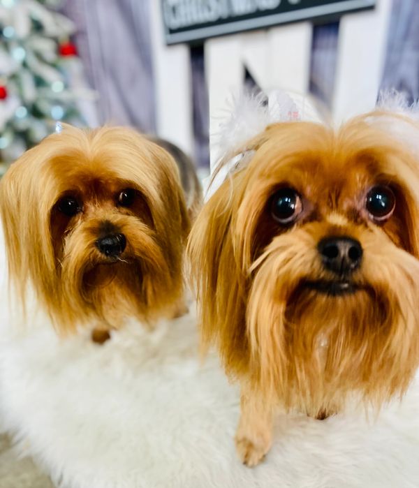Two small brown dogs with long fur.
