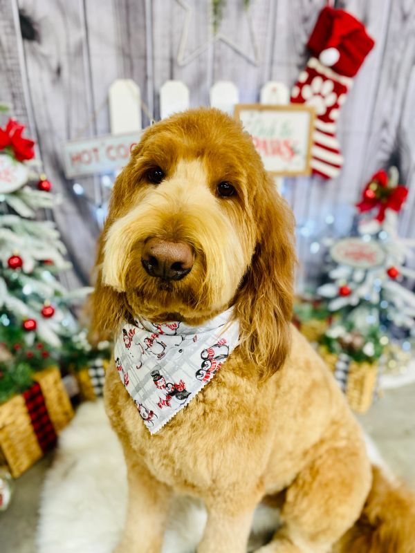 Goldendoodle dog wearing a holiday bandana and sitting amid Christmas decorations.