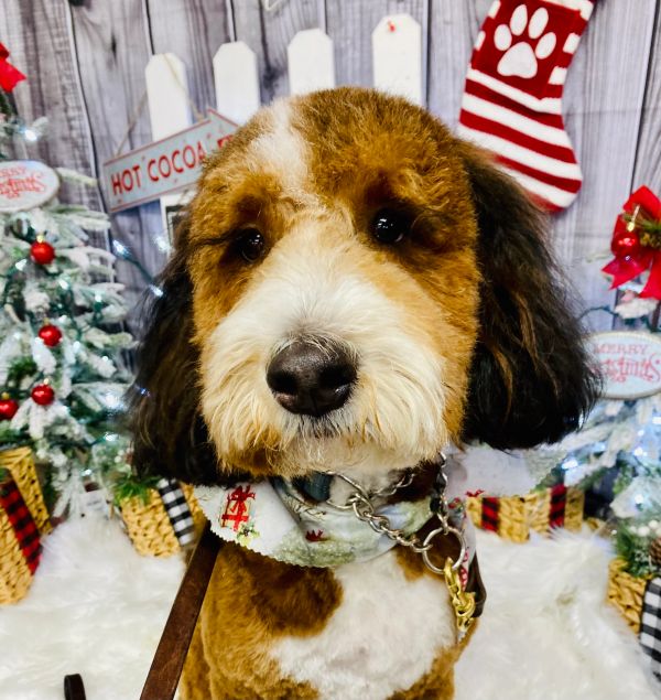 Cute dog with fluffy fur posing for Christmas photoshoot.