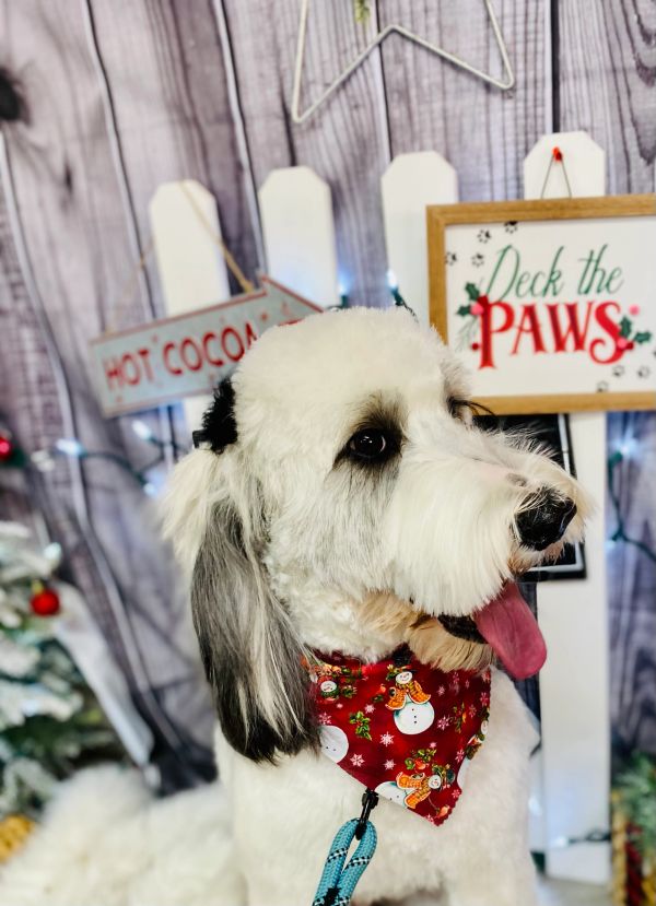 Fluffy dog with festive red bandana.