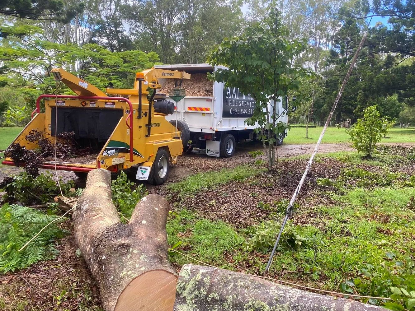 Tree Removal Grafton