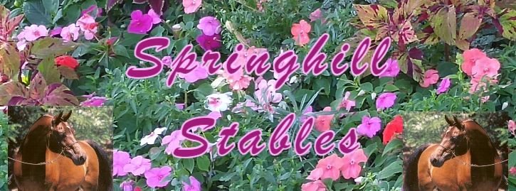 Horse Boarding and Dog Sports - Springhill Stables