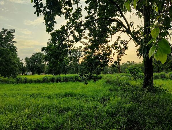 A patch of green grass with a leafy tree at the right side of the image against a light blue sky.