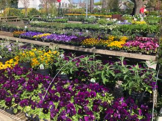Kunz Greenhouses, business photo 1