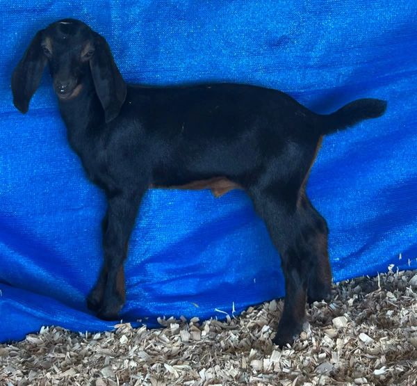 A young black goat standing against a blue tarp on wood shavings.