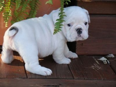 Blue Ribbon Bulldogs Bulldog Puppies Home Page