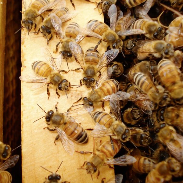 Local honey farm