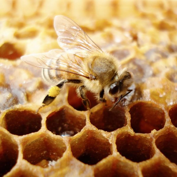 Apis mellifera - The European Honey Bee