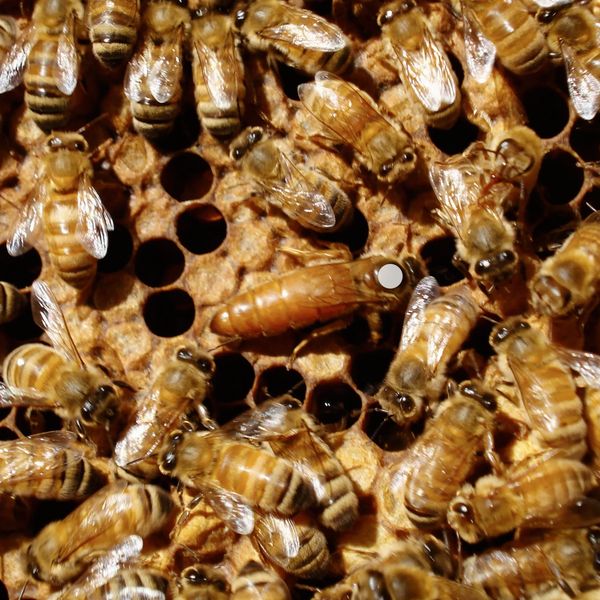 Queen honey bee
