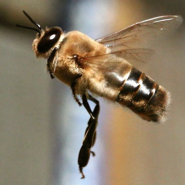 Drone honey bee