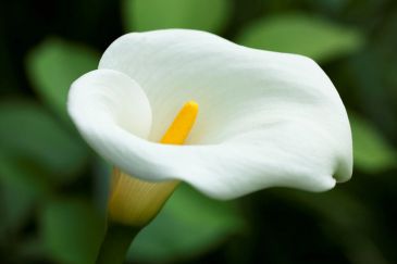 Close-up of a white calla lily with a yellow spadix.