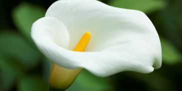 Close-up of a white calla lily with a yellow spadix.