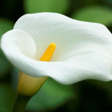 Close-up of a white calla lily with a yellow spadix.