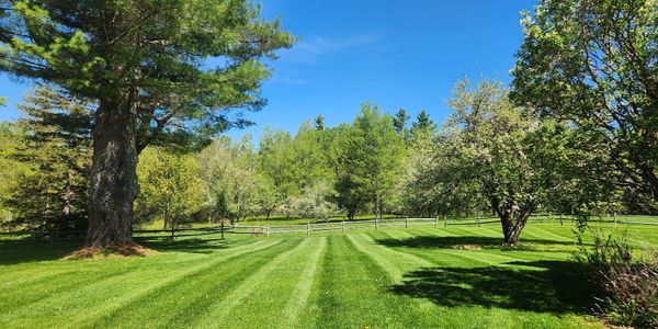Lush green lawn with trees under a clear blue sky.