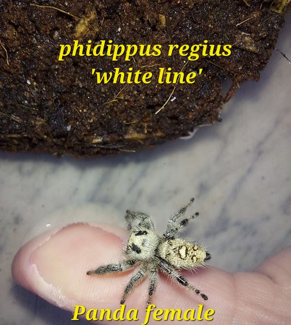 Close-up of a tiny Phidippus regius 'white line' female spider on a fingertip.