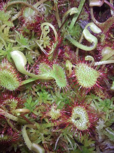 Drosera rotundifolia 