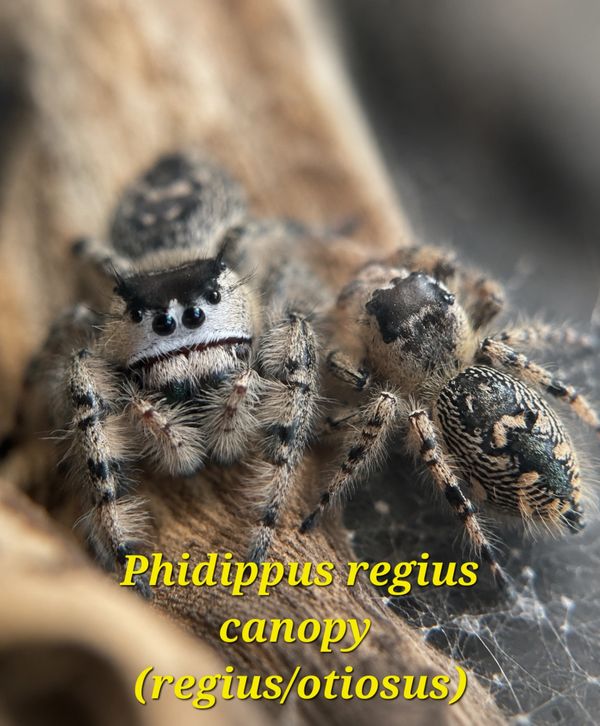 Close-up of two Phidippus regius canopy jumping spiders on a natural surface.
