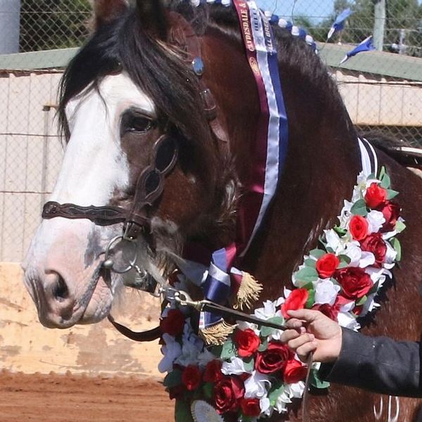 About Darling Downs Heavy Horse Festival