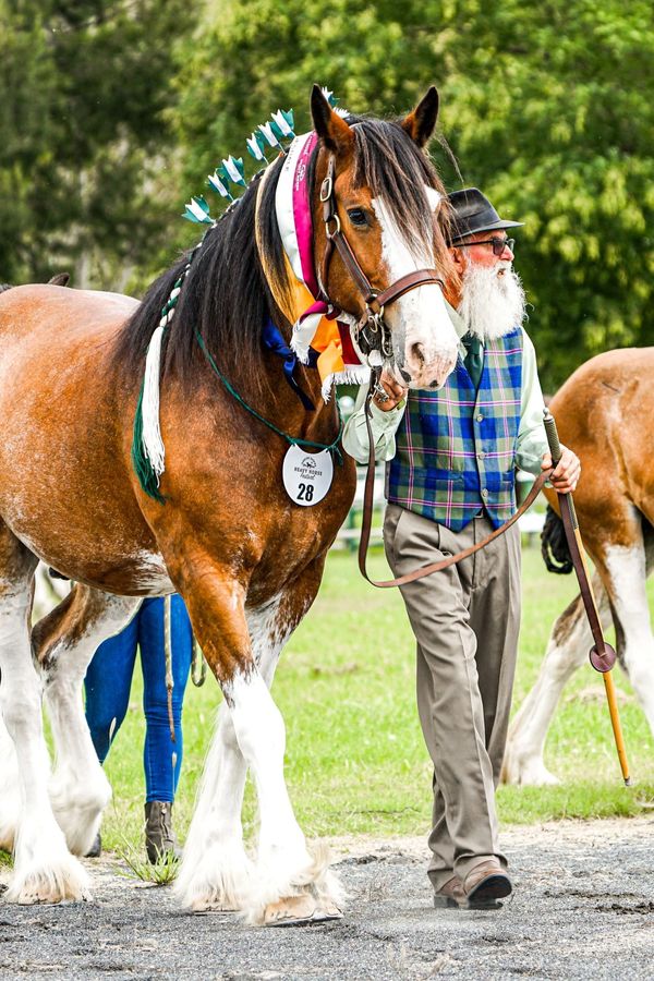 2022 Darling Downs Heavy Horse Festival Registered Clydesdale