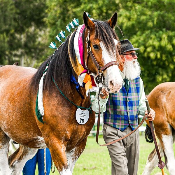 About Darling Downs Heavy Horse Festival