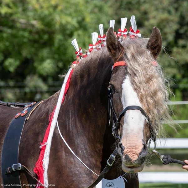 2022 Darling Downs Heavy Horse Festival Purebred Gypsy Cob