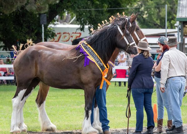 2022 Darling Downs Heavy Horse Festival Registered Shire