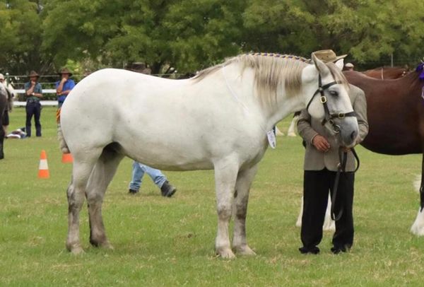 2022 Darling Downs Heavy Horse Festival Purebred Percheron