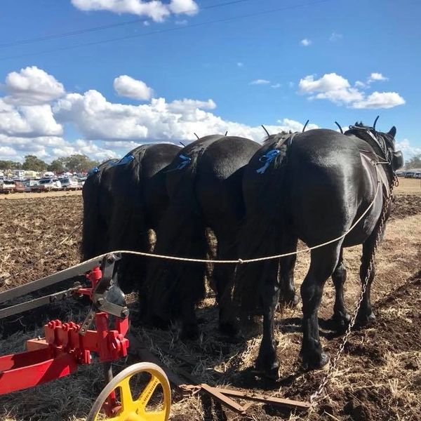 About Darling Downs Heavy Horse Festival