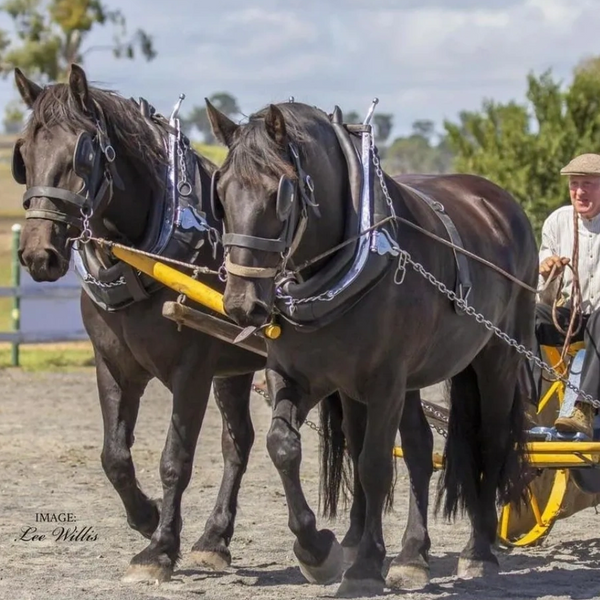 About Darling Downs Heavy Horse Festival