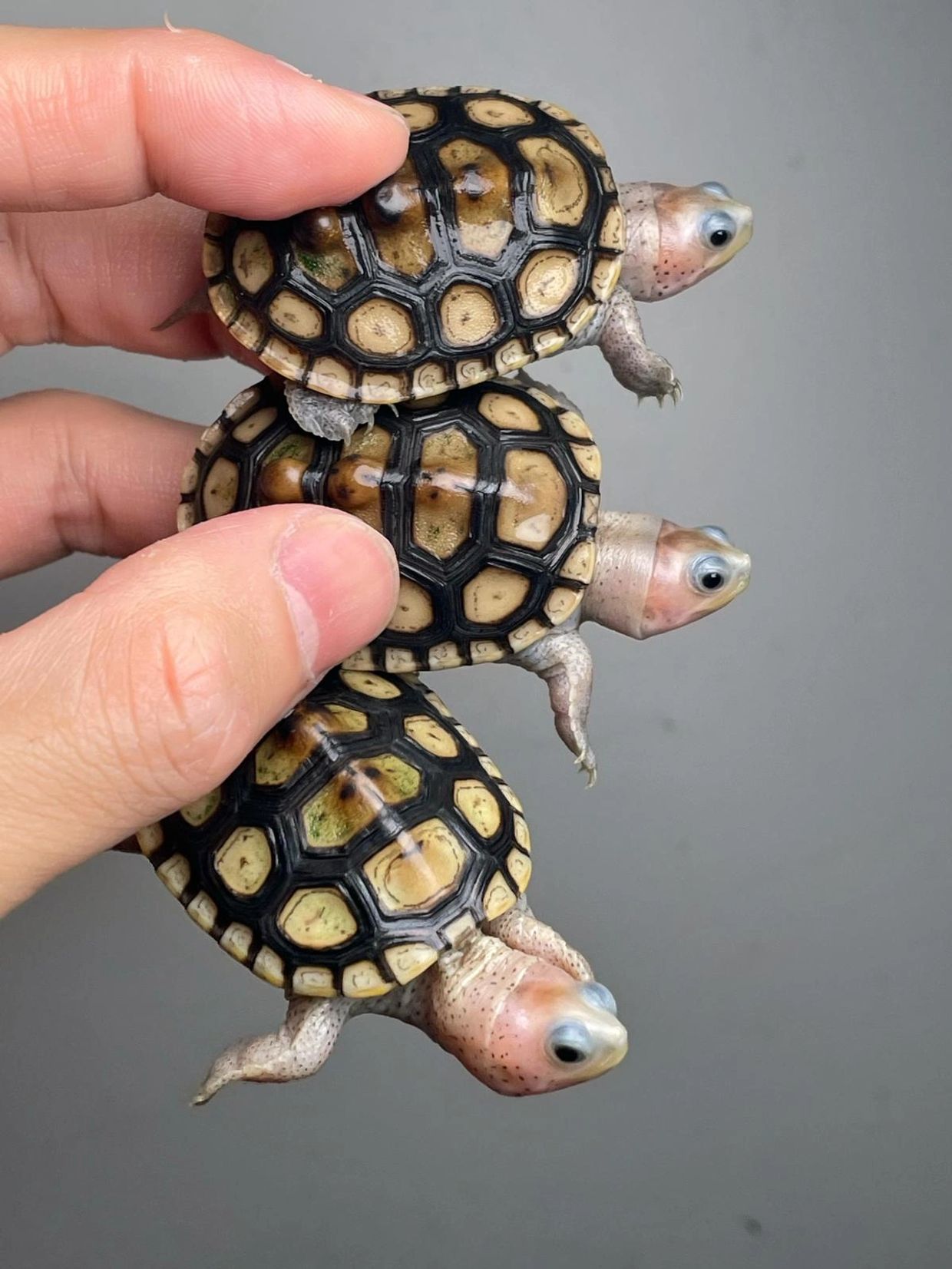 Turtles for Sale Uk The Turtle Emporium