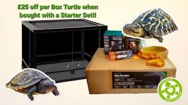 Box Turtles and Starter Sets 