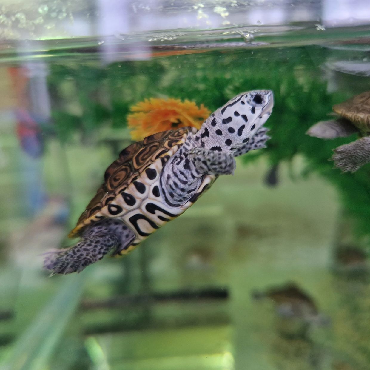 Turtles for Sale Uk The Turtle Emporium