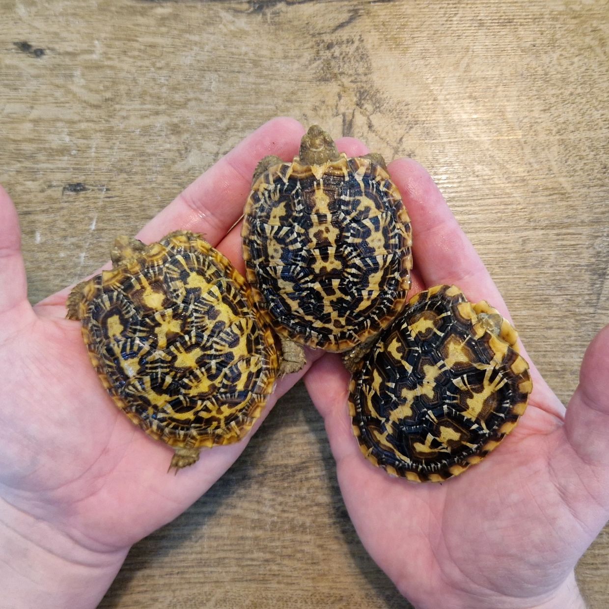 Turtles for Sale Uk The Turtle Emporium