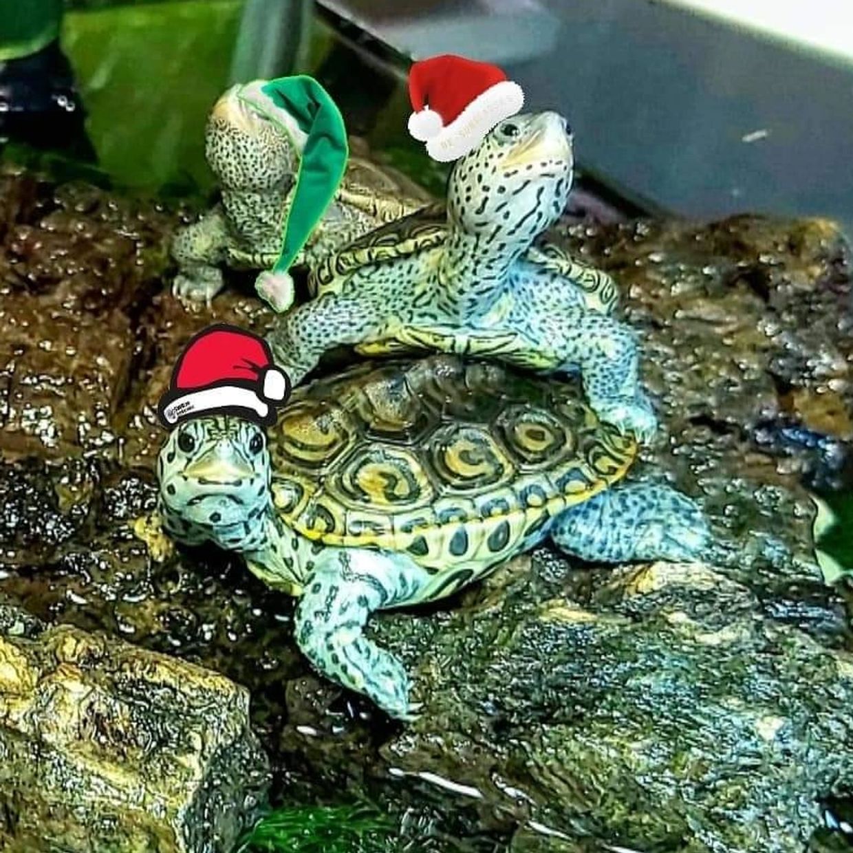 Turtles for Sale Uk The Turtle Emporium