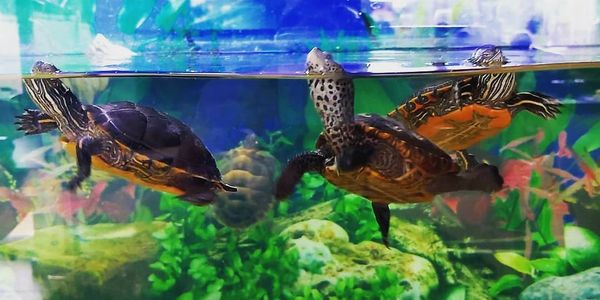 Reeves Turtles for sale