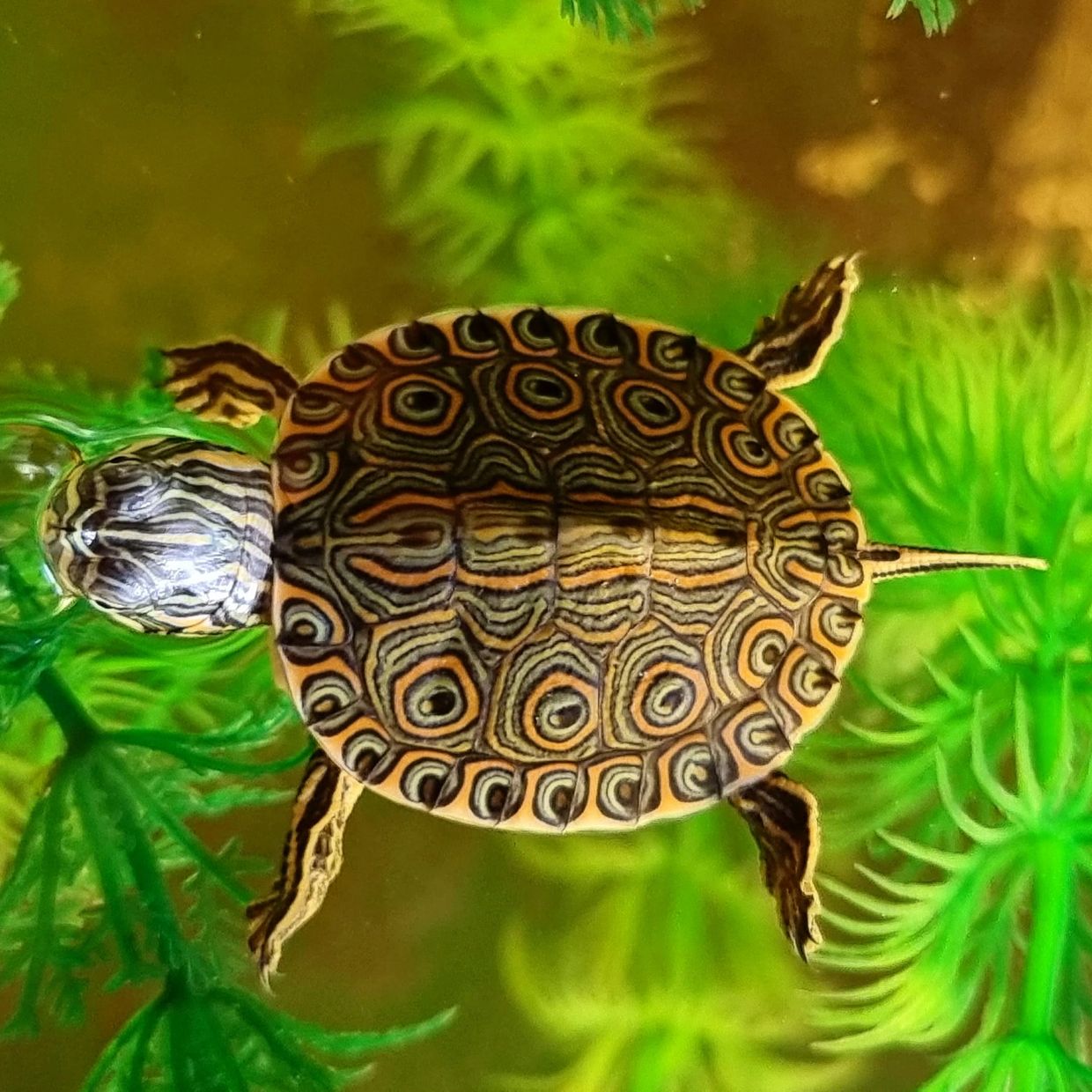 Turtles for Sale Uk The Turtle Emporium