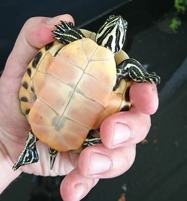 Pseudemys nelsoni 
Florida red-bellied cooter 