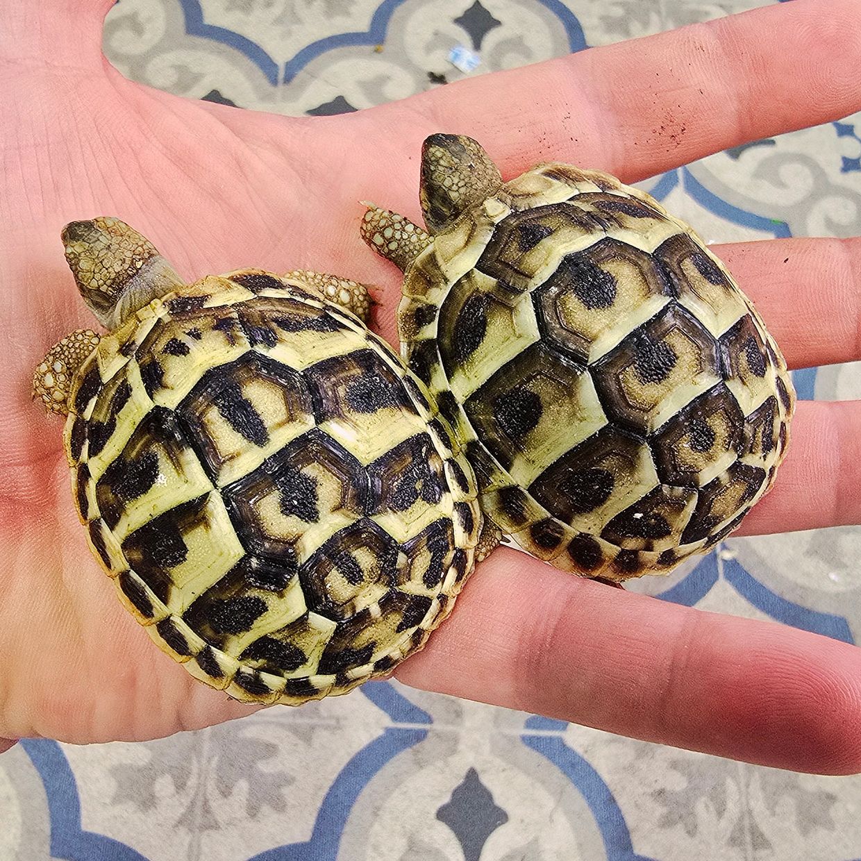 Western Hermann's Tortoise 
Testudo hermanni hermanni 