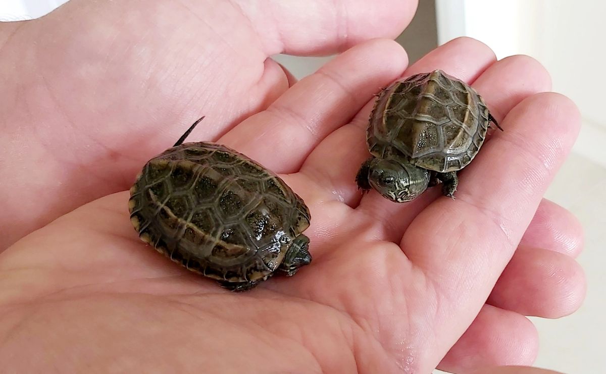 Reeves Turtles for sale