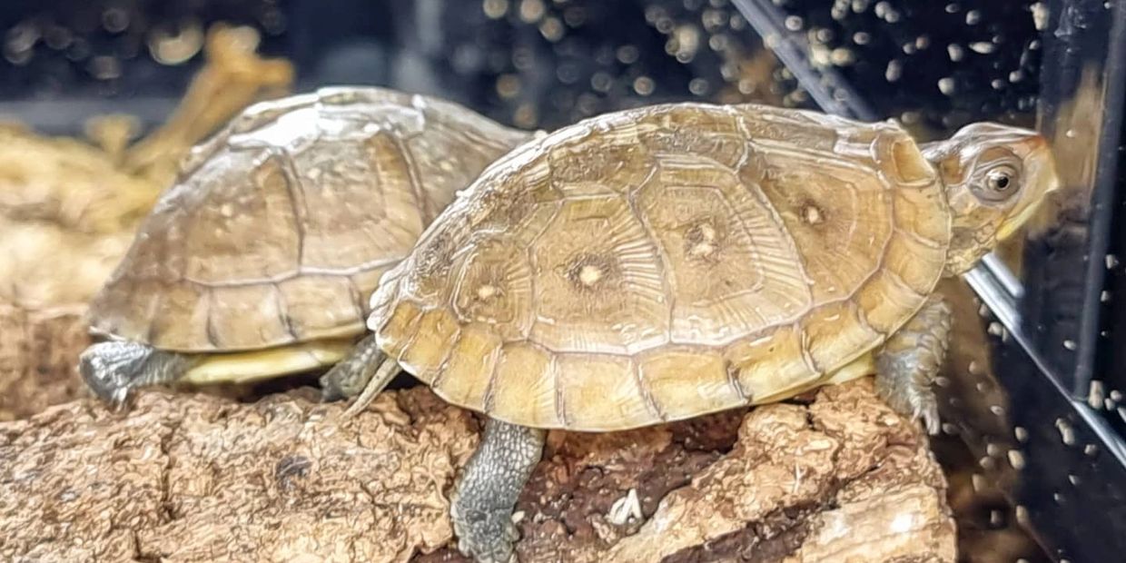 Turtles For Sale Uk The Turtle Emporium