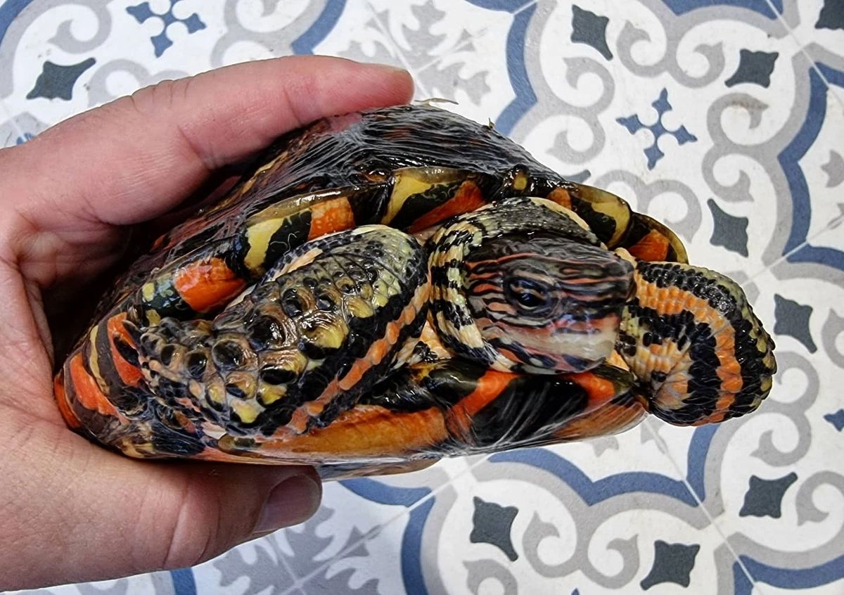 Painted Wood Turtle Adult Male