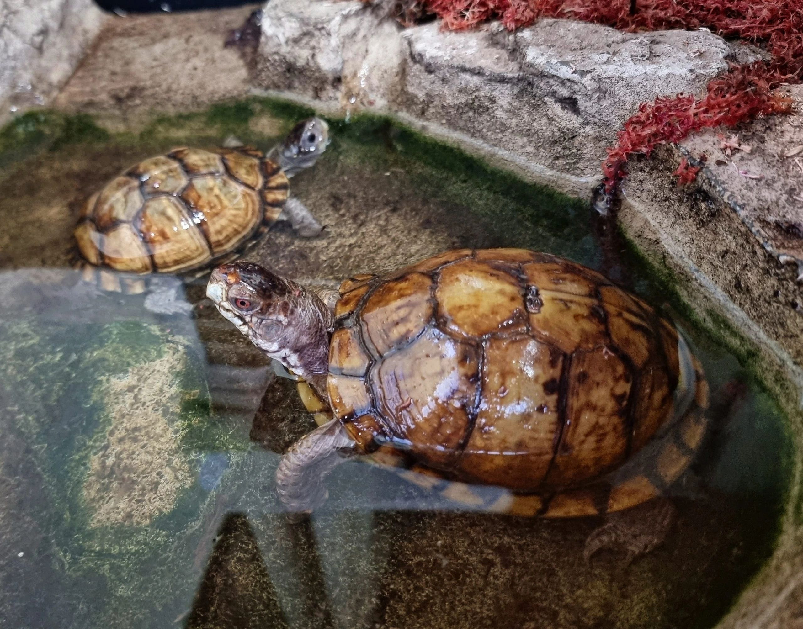 Three Toed Box Turtle 
Terrapene carolina triunguis 