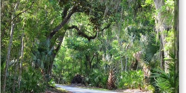 Fort Clinch State Park, nature, florida state park, amelia island