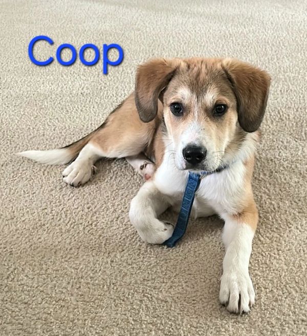 Adorable puppy named Coop lying on carpet with blue collar.